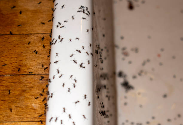 Best Affordable Pest Control Services  in Laurens, IA